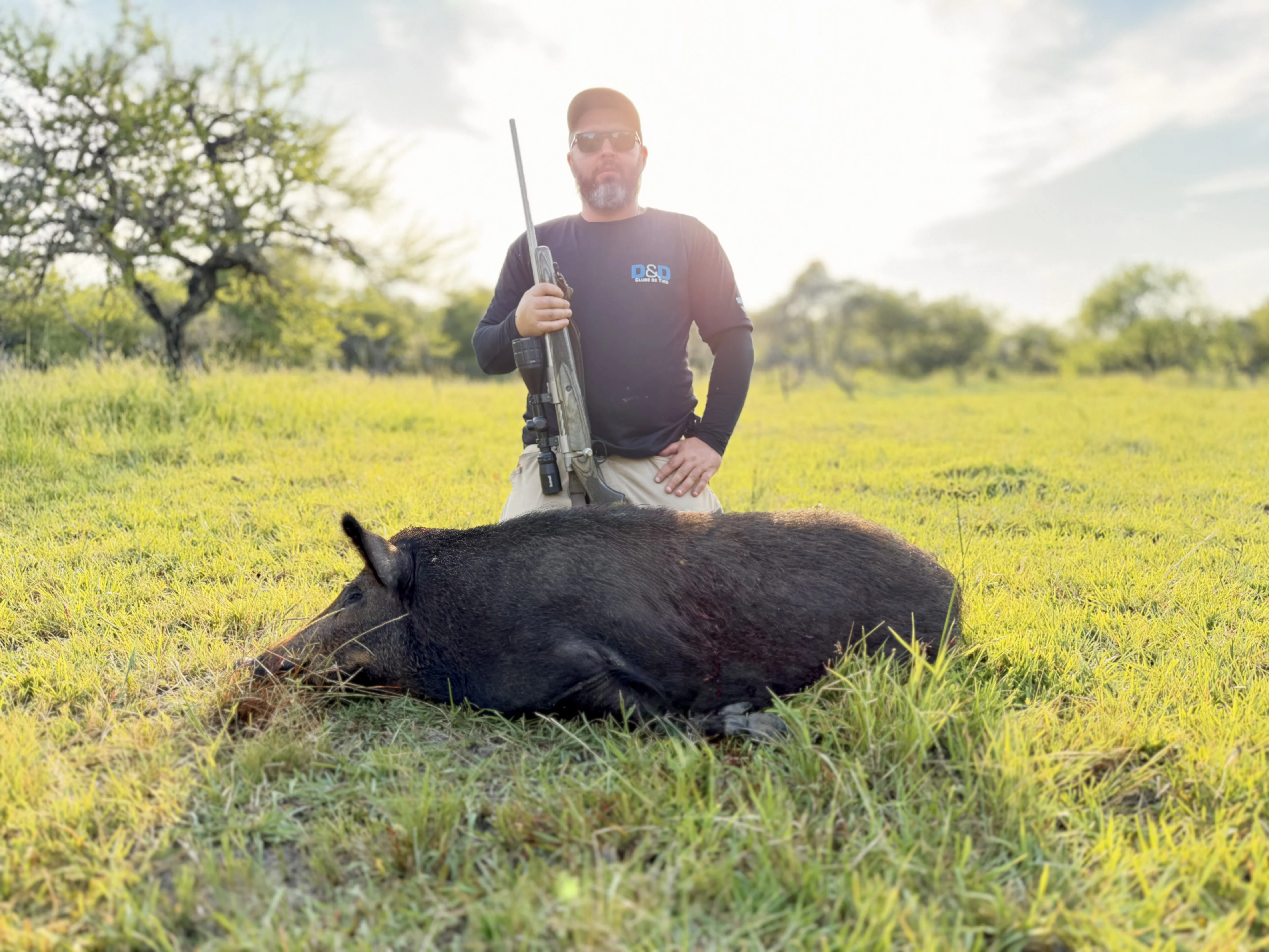 Jabalí (Sus scrofa) en el campo abierto de Corrientes, Argentina